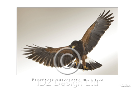 Original photography by Terence Waeland - Harris Hawk