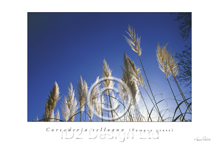 Original photography by Terence Waeland - Pampas Grass 01