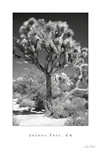 Joshua Tree 02