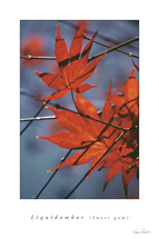 Liquidambar (Sweet Gum)