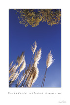 Pampas Grass