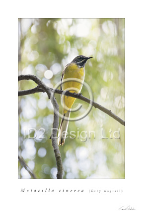 Original photography by Terence Waeland - Grey wagtail