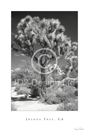 Original photography by Terence Waeland - Joshua Tree 02, CA