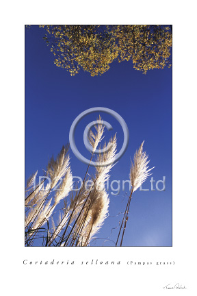 Original photography by Terence Waeland - Pampas Grass 02